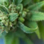 fleur de CBD