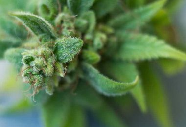 fleur de CBD